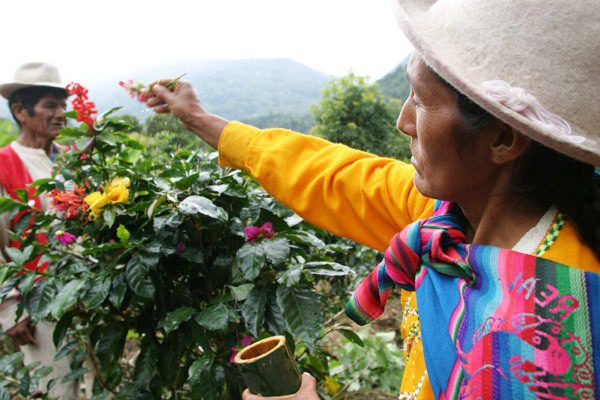 Peruvian decaf workers